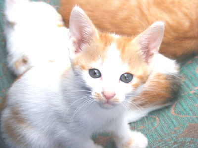 the same white and orange kitten, somewhat washed out