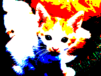 the same white and orange kitten, with white red yellow and blue as the primary colors we see