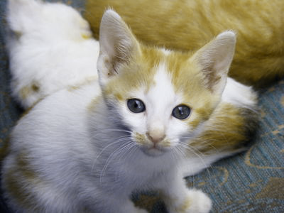 A kitten