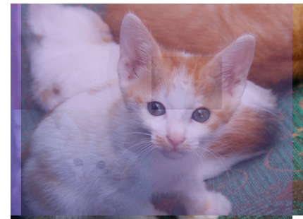 Multiple pictures of a cat, overlaid on each other, shifted slightly