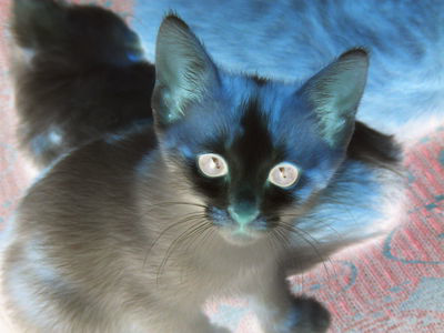 A black and blue kitten