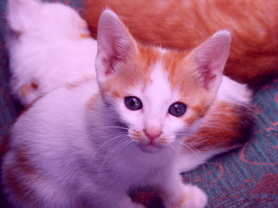 The kitten, once again. This time, the fur is a bit redder and the green rug looks much bluer.