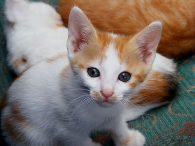 a version of the kitten image in which everything looks a bit darker
