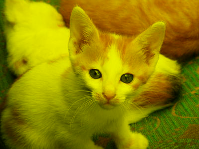 the kidden image, in shades of yellow and green