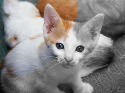 The kitten image, mostly grayscale, but with the top-left part in color