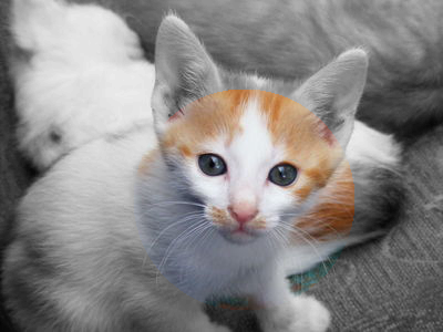 The kitten image, mostly grayscale, but with the face of the kitten still in color