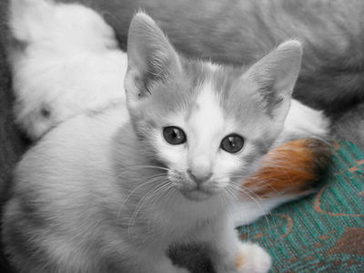 The kitten image, mostly grayscale, but with the carpet in the lower-right in color