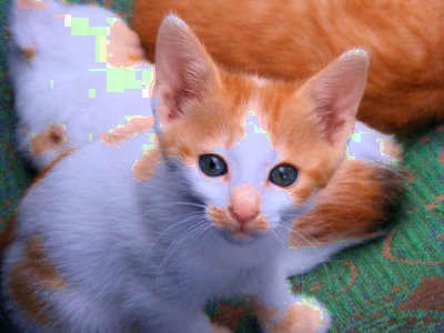 An image of the kitten that appears a bit pixelated in places.