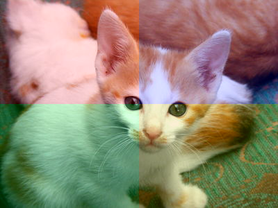 An image of a kitten divided into four quadrants. The top-left quadrant is a bit redder. The top-right quadrant is a bit greener. The bottom-left quadrant is a bit bluer. And the bottom-right quadrant is a bit yellower.