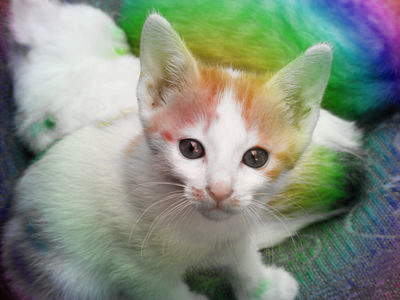 Our kitten, now in rainbow colors
