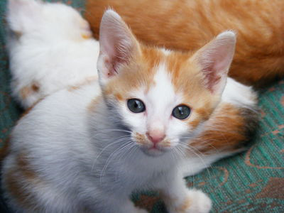 A kitten in front of a cat.