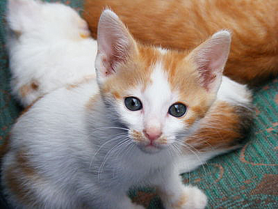 The kitten, with some changes. The eyes seem brigther. The carpet seems more vibrant.
