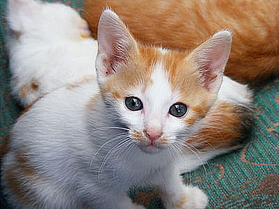 The kitten, a bit stranger looking. The individual strands of fur are more visible, particularly in the face. The pattern in the carpet stands out more.