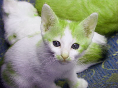 A yellower version of our kitten