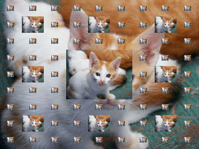 A very strange picture of a kitten
