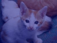 An image of a kitten where each color was averaged with (irgb 0 0 127) 