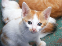 A lighter version of the same kitten image