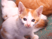 An image of a kitten made both redder and bluer