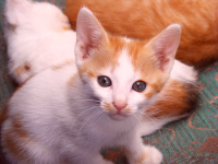 A redder version of the same kitten image as above